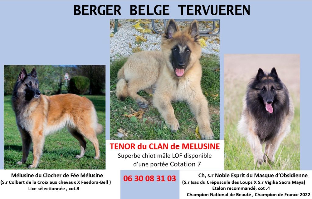 Du Clan De Mélusine - Chiot disponible  - Berger Belge